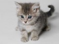 /album/galeria-de-fotos/gatito-1-jpg/
